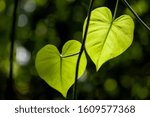 Two heart shaped leaves glow bright yellow-green in the jungle sun