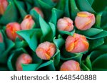 Small photo of Bunch of fresh spring tulips dowsed in glittering water drops
