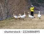 Snow goose’s during migration in the Cap Tourmente National Wildlife Area (Quebec, Canada)