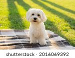 Maltese dog sits on a blanket and looks at the camera on a picnic in a park with sunlight. Background with copy space.