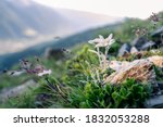 Very rare edelweiss mountain flower