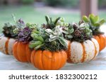 Small photo of Mini pumpkin succulent creations are displayed in on an outdoor table.