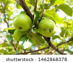 Small photo of Apple branch with green apples, one of which is worm-eaten.