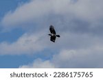 Small photo of A crow flying in the sky. The crow, also known by the names of common European crow or carrion crow, is a passerine bird belonging to the Corvidae family