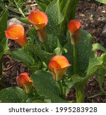 Rare Orange Flowers Of...
