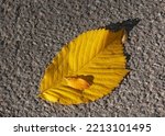 Textured Fallen Linden Leaf On...