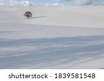 Landscape shot of a lonely dried-up tree out in the field covered entirely with snow on a cold winter morning