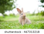 Bunny Rabbit On The Grass....