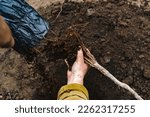 Small photo of Close-up of the hands of a mature man unpacking the roots with the ground of a young apple tree sapling to plant in open ground in a garden plot, copy space.