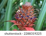 Close up of a young pineapple fruit (Ananas Comosus) with blooming purple color individual flowers