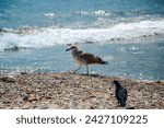 Small photo of A cute, motley, white and brown gull from the family Laridae of the suborder Lari walks along the beach along the seashore, and a black and rock dove watches her. Blurred background of waves.