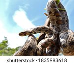 Leopard Snake  Zamenis Situla . ...