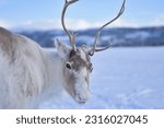 Reindeer in tromso  norway....