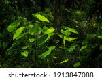 Small photo of The yam tree refers to a group of plants in the family Araceae as in the genus Alocasia, Caladium and Dieffenbachia, all in the subfamily Araceae. However, it can also refer to one specific species in
