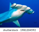 Small photo of Scalloped hammerhead, Darwin's arch, Galapagos islands.