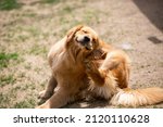 Retriever scratching the back of his neck with a pleasant face. Dogs with smiling faces make viewers happy.