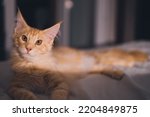 Cute red puppy Maine Coon cat. One of the oldest natural breeds in North America. Orange cat with dense coat of fur and 
