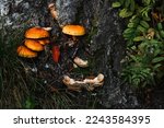 Orange Ringless Honey Mushrooms....