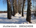 Beautiful winter landscape. A path covered with snow among tall trees. The birch grove. Black and white bark. Trunks and branches. Bright blue sky. Majestic nature. Walking in the fresh air.