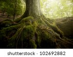 tree roots and sunshine in a green forest