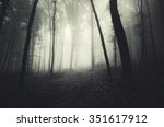 Misty Dark Forest