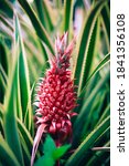 Wild Red Pineapple Growing In...