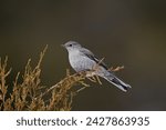 Small photo of Townsend's solitaire (myadestes townsendi), yellowstone national park, wyoming, united states of america, north america