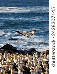 Small photo of Cape gannet (morus capensis), lambert's bay gannet colony, western cape, south africa, africa
