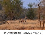 A Solitary Burchell's Zebra At...
