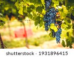 Grapes Harvest In Vineyard In...