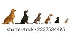 Small photo of Group of different breeds dogs sitting in a row for each other in growth isolated on white background. Profile view. Diversity. Animal life, care, vet, grooming. Hortizontal flyer, poster