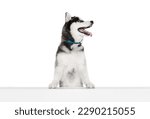 Cute dog looking at right side. Studio shot of blue eyed beautiful groomed puppy of Husky dog posing isolated on white background. Concept of animal, care, health and beauty