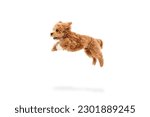 Small photo of Carefree doggy. Portrait of cute joyful animal, Maltipoo with red fur jumping in motion isolated over white background. Pet looks healthy and happy. Friend, love, care, animal health, ad concept