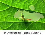 A Green Grasshopper Is Sitting...
