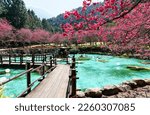 Small photo of A wooden pathway across the pond surrounded by fiery cherry blossom trees (Sakura) in Formosan Aboriginal Culture Village, which is a popular tourist destination in Yuchi, Nantou County, Taiwan