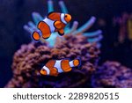 A pair of adorable orange clownfish or clown anemonefish (Amphiprion percula) swimming merrily among the tentacles of its sea anemone home on the coral reef seabed
lives in warm or tropical seas