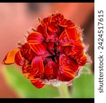 Small photo of Indulge in the captivating allure of a beautiful red flower captured in exquisite detail. Its vibrant petals, painted in rich crimson hues, unfold gracefully like delicate works of art. Each peal
