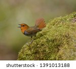 Small photo of Japanese robin song and dance