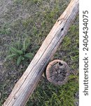 Small photo of The palm trunk is known as a stipe that lacks a cambium, is incapable of healing and is very flexible, it is used to support electrical cables and fences, original design with a grass background