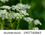 Anise flower field. Food and drinks ingredient. Fresh medicinal plant. Seasonal background. Blooming anise field background on summer sunny day.