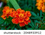 Orange Marigolds Flower On A...