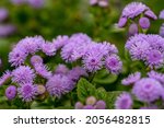 Small photo of Purple fluffy flowers of ageratum on a sunny summer day macro photography. Blooming blueweed garden flower with lilac bushy tubular petals closeup photo in summertime.