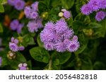 Small photo of Purple fluffy flowers of ageratum on a sunny summer day macro photography. Blooming blueweed garden flower with lilac bushy tubular petals closeup photo in summertime.