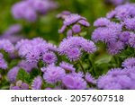 Small photo of Purple fluffy flowers of ageratum on a sunny summer day macro photography. Blooming blueweed garden flower with lilac bushy tubular petals closeup photo in summertime.