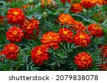 Orange Marigolds Flowers On A...