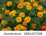 Yellow Marigolds Flowers On A...