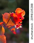 Blossom Red Begonia Flower On A ...