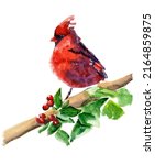 Small photo of Red cardinal bird on a branch watercolor illustration. Hand drawn realistic blue tit. Small birds garden and forest small birds. Isolated background. Red berry watercolor illustration