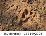 Footprint Of A Jaguar  Panthera ...