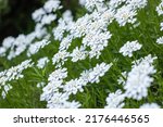 Small photo of Group of little white flowers iberis sempervirens in the garden. Blooming of candytuft plant perennial. Beautiful small flowers opens springtime. Floral background wallpapers.